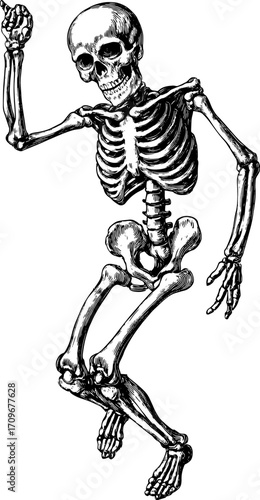 Skeleton illustration in vintage engraving style. Detailed monochrome vector art in flat outline design.