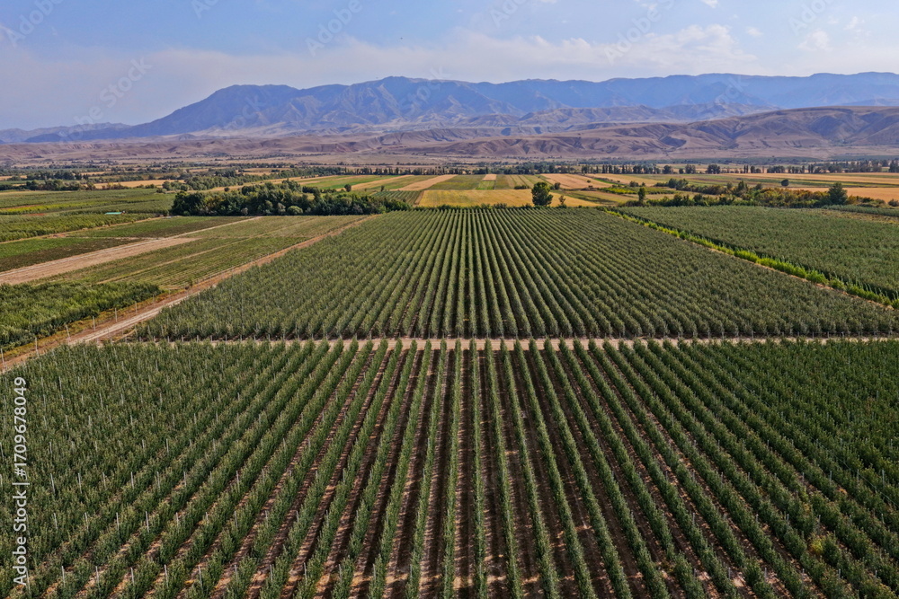 Fototapeta premium A large apple orchard. The apple variety is the Almaty aport. Cultivation. The view from the drone. Autumn, harvest.