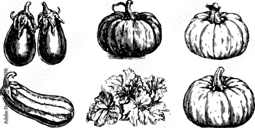 Vegetables illustration featuring hand-drawn eggplant, pumpkin, zucchini, and leaves in detailed black and white. A vector set showcasing classic agricultural themes.
