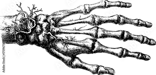 Hand skeleton illustration in vintage style. Detailed line drawing shows bones for medical or educational purposes in monochrome vector format.