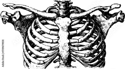 Skeleton anatomy illustration in vintage engraving style. Detailed line drawing for educational purposes, vector art.