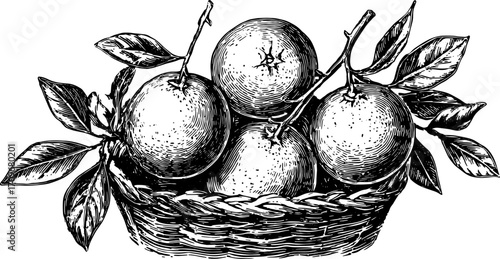 Vintage line drawing of ripe oranges in a basket with leaves. Detailed black and white vector illustration for food and botanical themes.