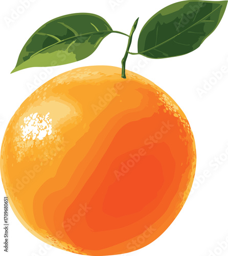 orange fruit simple clean digital illustration