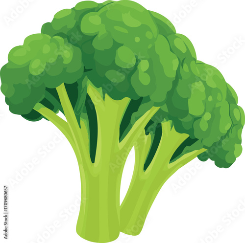 broccoli simple clean vector vegetable illustration