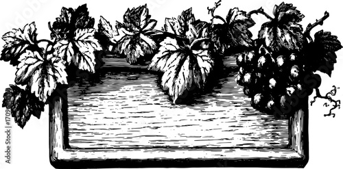 Engraved grapevine design with leaves and fruit in an outline style. Vintage black and white vector illustration for decoration or label purposes.