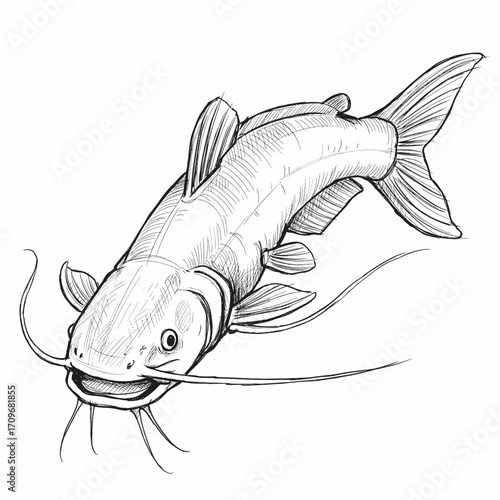 Hand-Drawn Catfish Illustration Swimming with Prominent Barbels
