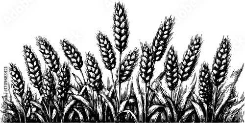 Wheat crop illustration in black and white. Detailed vector illustration showcasing the plant's natural growth and textures in a set format.