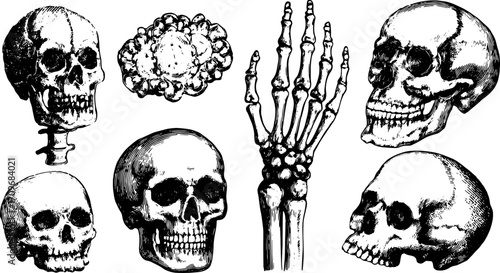 Vintage skull and skeleton drawings in black and white. Detailed illustrations showcasing anatomy in a classic style. Vector set for medical use.