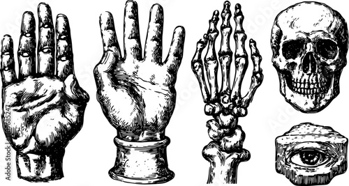 Illustration of hands, skull, and bones in a vintage style. Detailed and monochrome vector set depicting human anatomy.