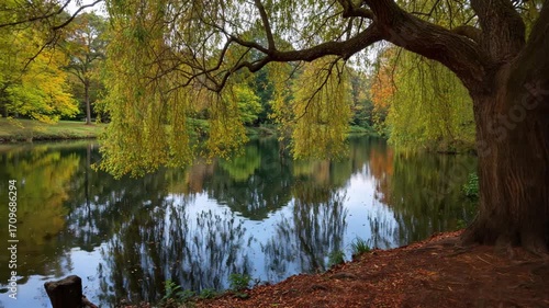 고목이 있는 강가2