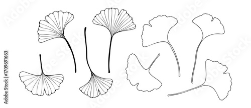 Ginkgo biloba outline sketch. Abstract botanical silhouettes of ginkgo tree leaves isolated on white background.