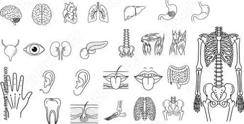 Detailed anatomical line art illustrations of the human body's internal organs, skeletal structure, and body parts, perfect for educational and medical reference