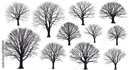 Collection of bare deciduous trees silhouetted against a white background.