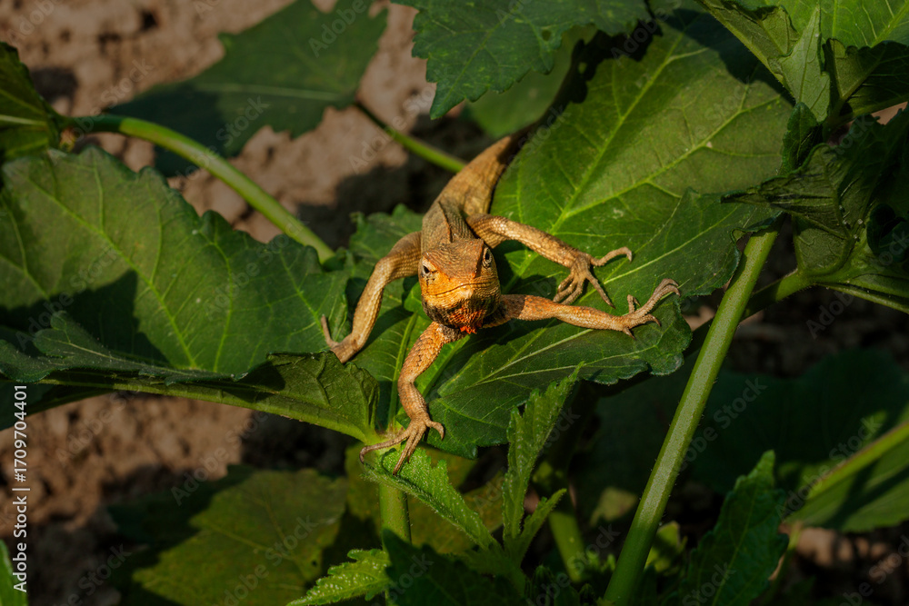 Obraz premium Common garden lizard