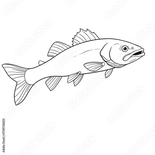 Muskellunge-Esox masquinongy. 
Vivid fish sketch highlighting prominent fins and open mouth in motion. Aquatic nature concept