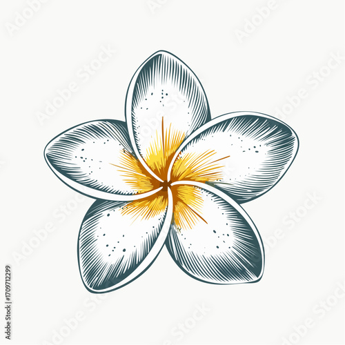 Elegant frangipani flower illustration for spa, wellness, and tropical designs, evoking serenity