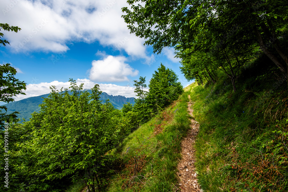Fototapeta premium 2024 06 01 Asiago mountain path 4