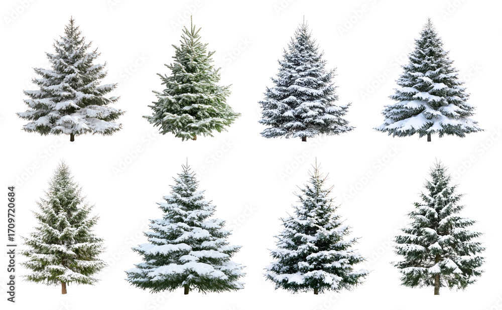 Obraz premium Snow-covered evergreen trees collection.
