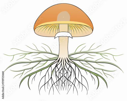 Illustration of a mushroom with its root system visible underground