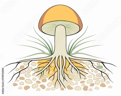 Illustration of a mushroom with visible roots and underground structure