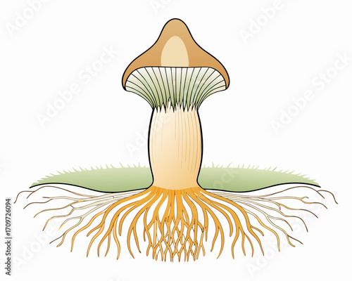 Illustration of a mushroom with visible root system and gills