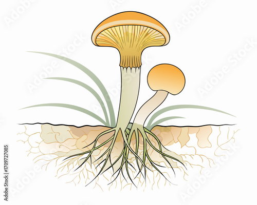 Illustration of a mushroom with visible roots and underground mycelium