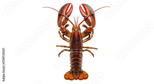 Isolated American lobster with claws raised, seen from above, macro studio shot of marine food
