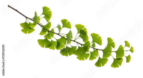 Fotografie Isolated Ginkgo branch shows off its fan-shaped leaves as it grows and photosynt