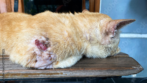 Cat with bite wound on its leg. Close-up on pet paw with shaved hair and surgical sutures. Cat wound because of being bitten by another cat.