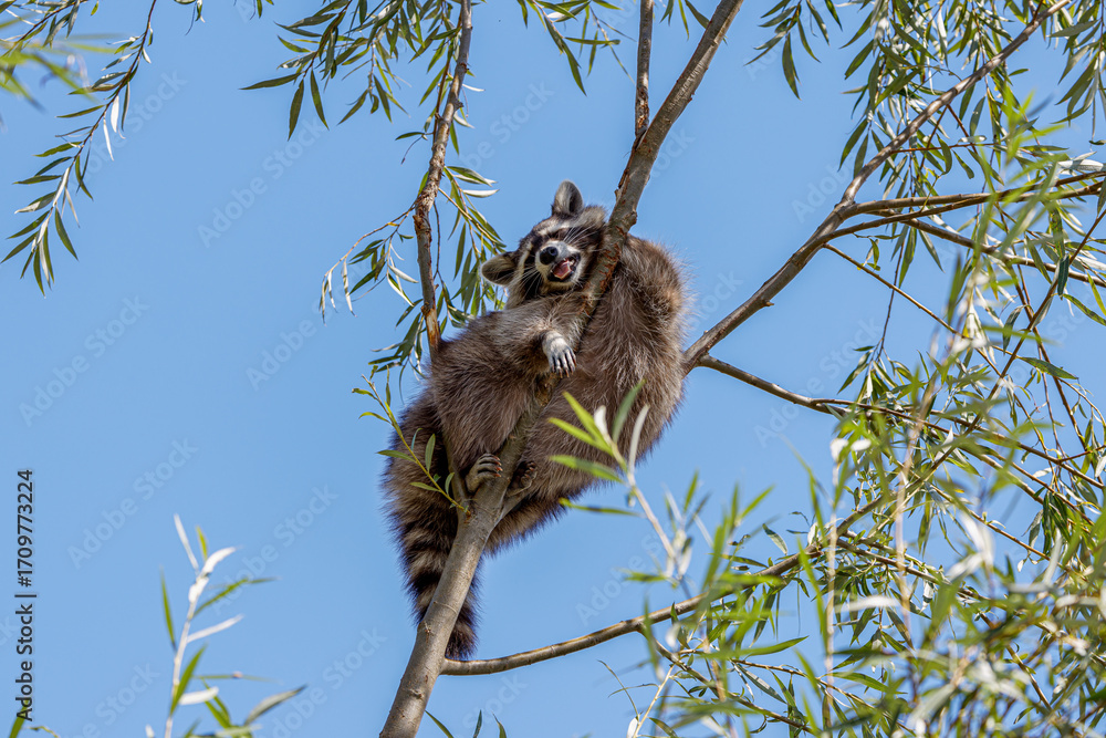 Fototapeta premium A raccoon (Procyon lotor) perched on a tree branch against a clear blue sky.