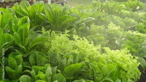 Farmers are spraying pesticides on the vegetable garden fields to avoid damaging the crops. The use of chemicals is harmful to humans and the environment.