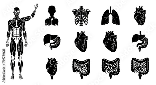 Anatomical illustration showing human body muscles skeleton and internal organs in black and white style created with generated ai