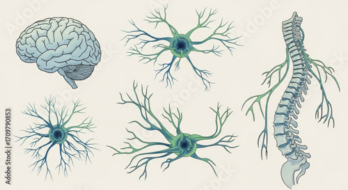 Illustration showing human brain spinal cord and nerve cells with detailed branching structures present created with generated ai