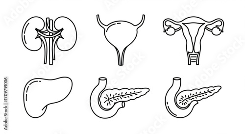 Illustration showing the kidneys, bladder, uterus, liver, and pancreas in a line drawing format created with generated ai