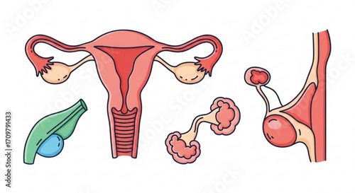 Illustration of uterus, fallopian tubes, ovary, gallbladder and mammary gland anatomy details created with generated ai
