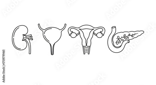 Illustration of human kidney, bladder, uterus and pancreas in a simple line art style anatomy drawing created with generated ai