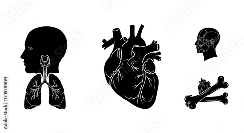 Anatomical representation of human body parts including lungs heart head and bones in black and white created with generated ai