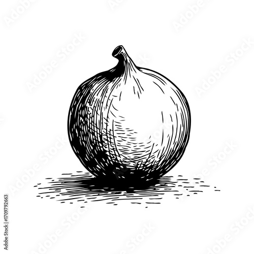 Detailed single onion drawing evoking natural simplicity and timeless culinary heritage