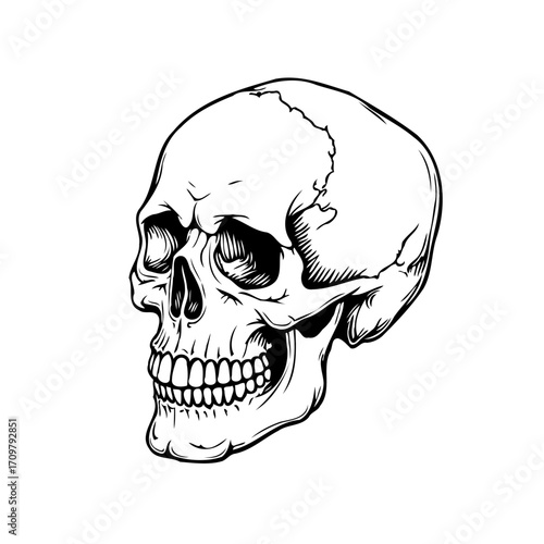 Detailed skull illustration showcasing anatomical features with bold linework presenting artistic