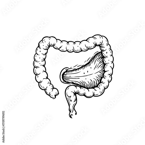 Human digestive system illustration showcasing the colon, drawn with intricate anatomical details,