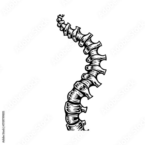 Human Spine Anatomy Artistic Rendition: A Detailed Black and White Medical Illustration of