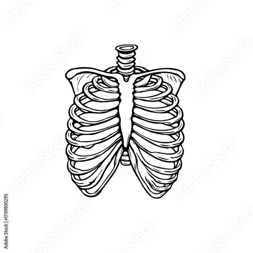 Illustration of a human rib cage in black and white, medical anatomy drawing representation of the