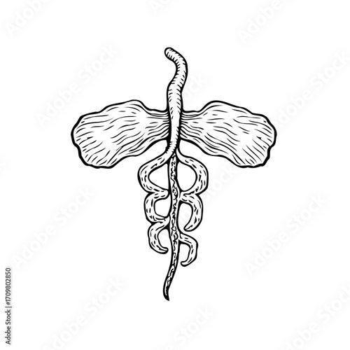 Intricate botanical drawing featuring root system winged sprout organic composition naturalistic