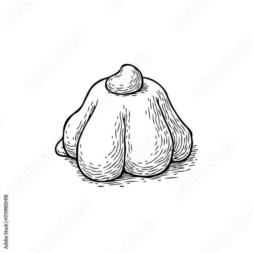 Intricate line drawing showcasing pattypan squash showcasing the unique textured surface and its