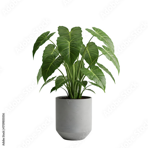 Realistic Plant Potted in Container For use indoors as a house plant and decoration, isolated on white or transparent background, PNG format.