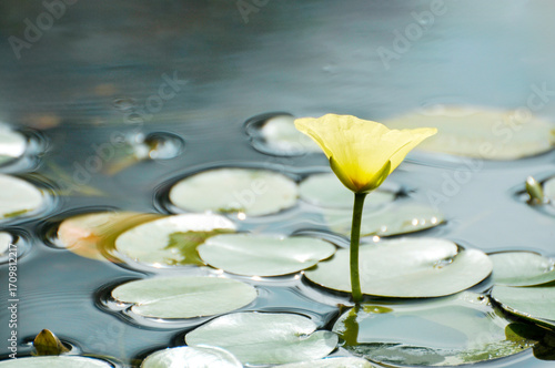 blossoming lotus flowers