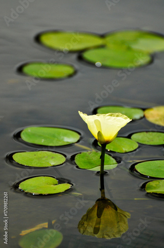 blossoming lotus flowers