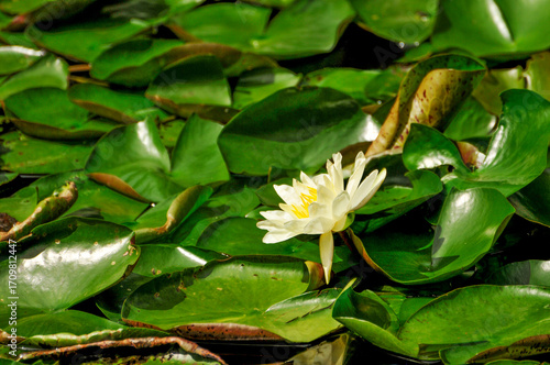 blossoming lotus flowers