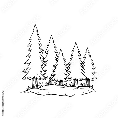 Serene evergreen woodland sketch illustration featuring spruces rising above snowy ground cover in