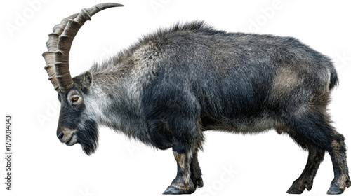 Prehistoric goat-like mammal standingTransparent background, PNG file